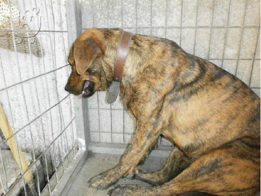 Ημιαιμη πιτ μπουλ χαριζεται