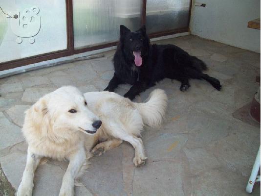 Ημιαιμοι λυκοι/κολευ χαριζονται