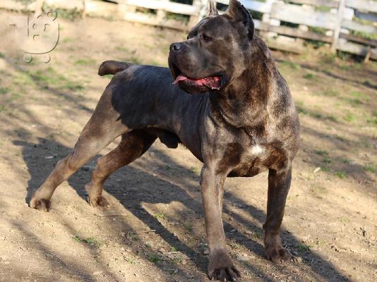 PoulaTo: Cane Corso