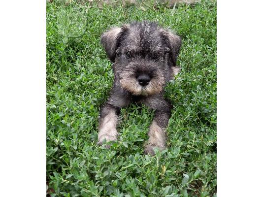 PoulaTo: Standard Schnauzer κουτάβια