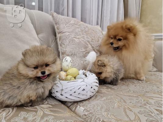 Pomeranian BOO κουτάβια