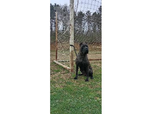 Cane Corso θηλυκός