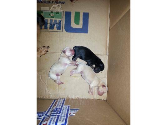 κορυφαια καθαροαιμα πινσερ