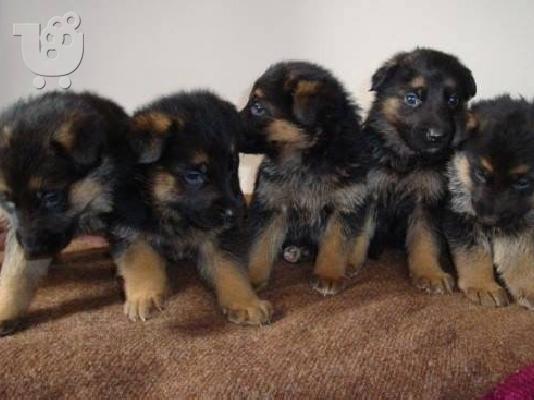 PoulaTo: German Shepherd καθαροαιμα κουταβια ΘΕΣΣΑΛΟΝΙΚΗ 6979314054