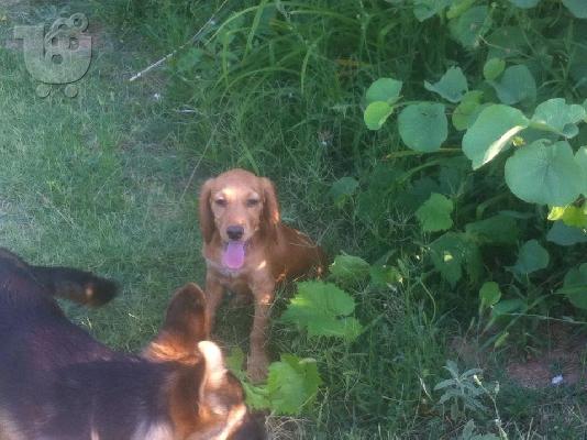 koker spaniel