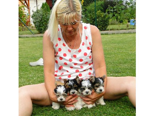 Χαριτωμένο καθαρόαιμο κουτάβι biewer yorkshire terrier