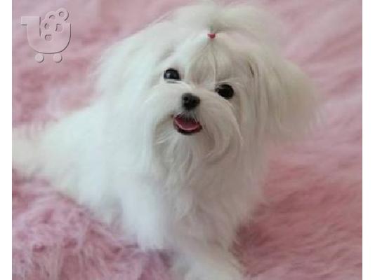 PoulaTo: μαλτεζ