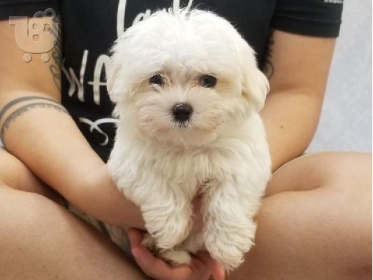 PoulaTo: Morkie