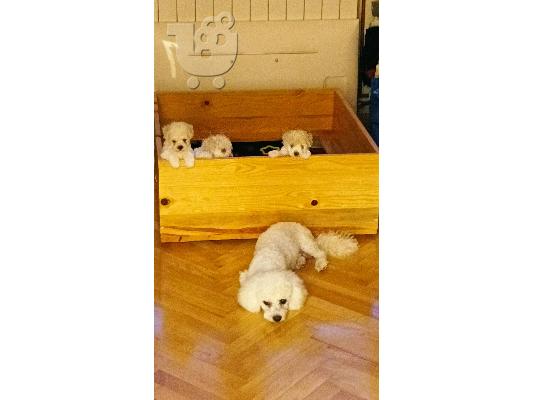 Bichon Frize κουτάβια