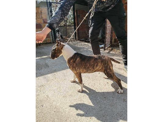 Bull Terrier κουτάβια προς πώληση