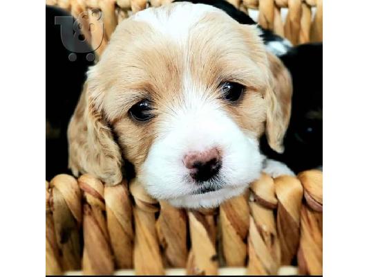 Όμορφα κουτάβια Cavapoo