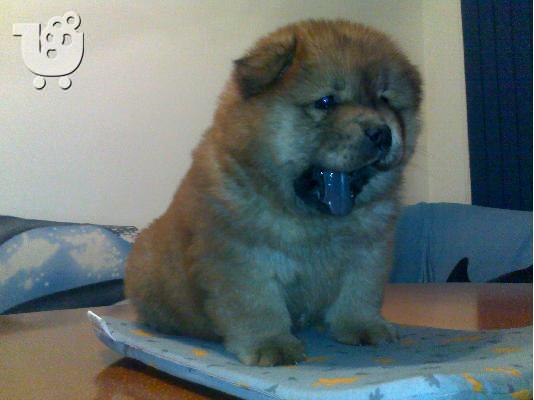 Τσόου Τσόου – 400 euro