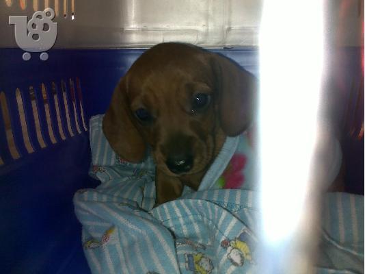 Ντατσχουντ – 300 euro