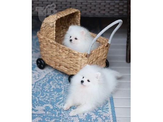 PoulaTo: Καταπληκτικά κουτάβια από Pomeranian!
