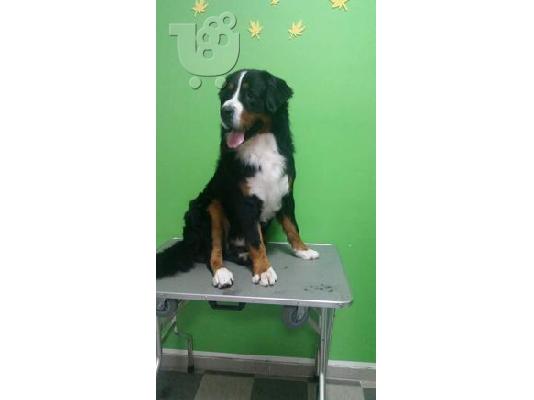 Ορεινός σκύλος Bernese