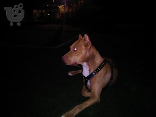 PoulaTo: American Pitbull