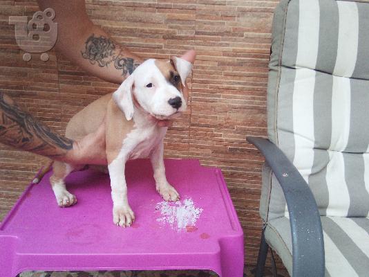 PoulaTo: amstaff 2 μηνων θηλυκα