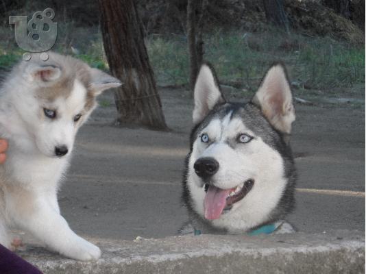 HUSKY SIBERIAN-ΧΑΣΚΥ