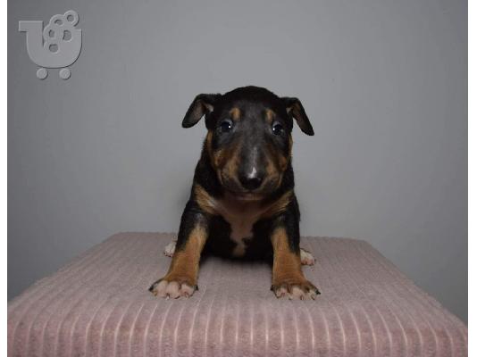 Bull Terrier κουτάβια