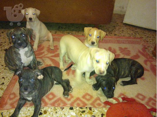 Διατίθοντε pitbull