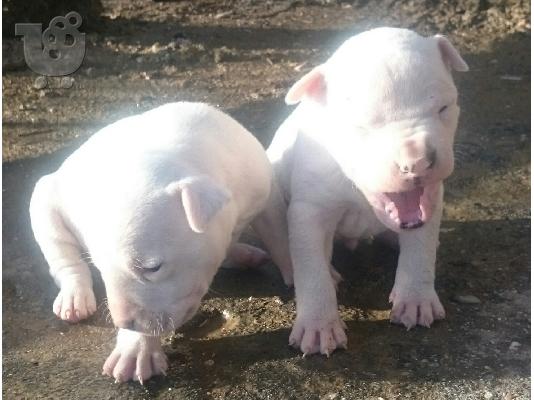 PoulaTo: Dogo argentino