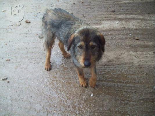 Γκριφον χαριζεται