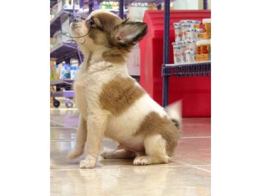 chihuahuas κουτάβια ψάχνουν για ένα νέο σπίτι