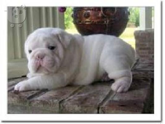 PoulaTo: englishbull κουτάβια για € 300