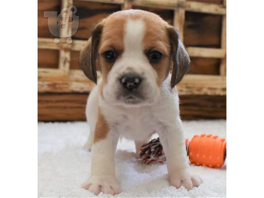 PoulaTo: Beabull Puppies
