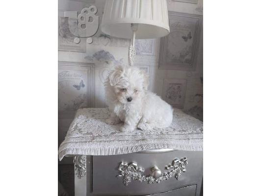 Bichon Μάλτα προς πώληση
