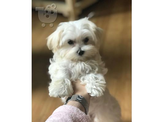 Morkie