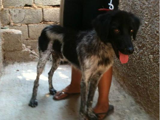 PoulaTo: Σκυλακι ξανα χαριζεται