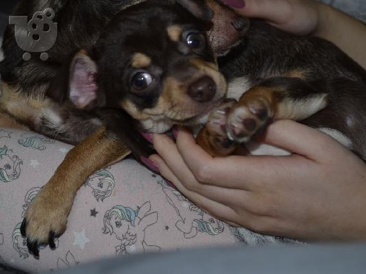 Κουτάβια τσιουάουα