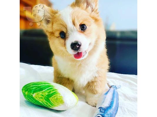 Pembroke Corgi κουτάβια