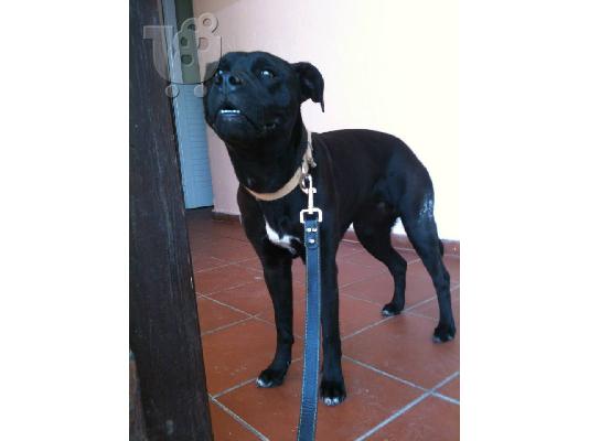 Κουκλα σκυλιτσα χαριζεται