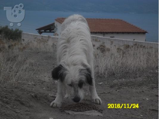 PoulaTo: Ο φατσας μας!