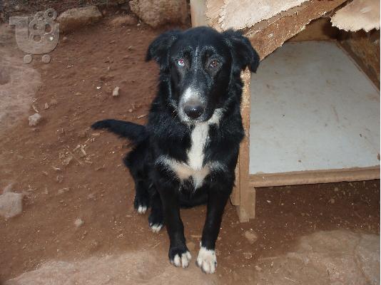 Κουκλα Σκυλιτσα Ψαχνει Σπιτακι