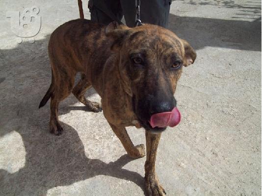 Νεαρη σκυλιτσα χαριζεται