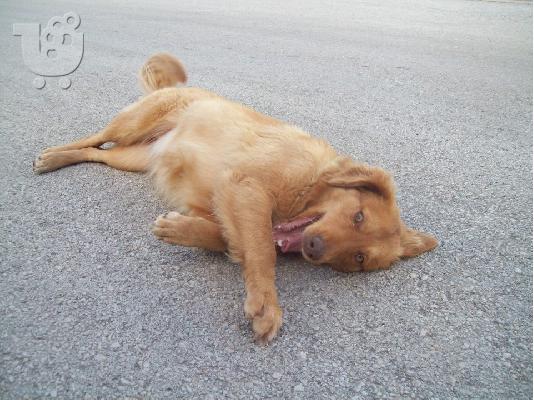 Σκυλιτσες χαριζονται