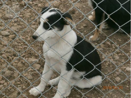 Κουταβακια 4μισι μηνων χαριζονται