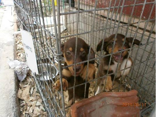 Κουταβακια 2 μηνων χαριζονται