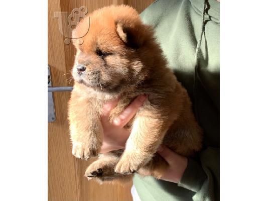 PoulaTo: chow chow προς πώληση
