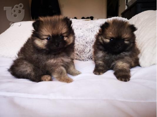 X μάζα τσαγιού Pomeranian κουτάβια