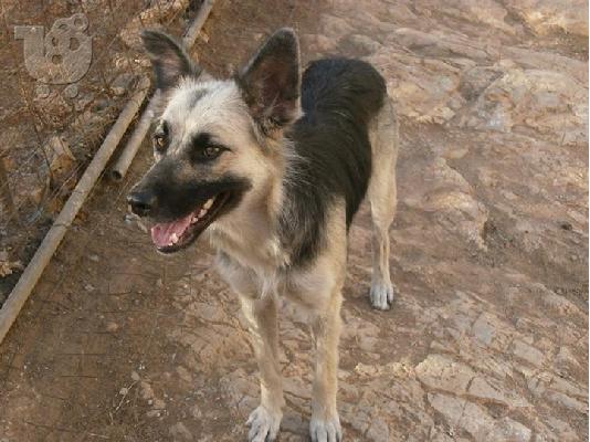 Λυκοσκυλιτσα χαριζεται
