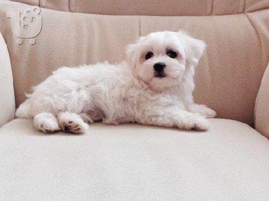 PoulaTo: Maltese