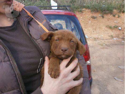 Κουταβακι χαριζεται