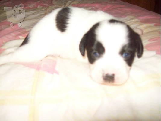 PoulaTo: Μικροσωμα κουταβακια χαριζονται