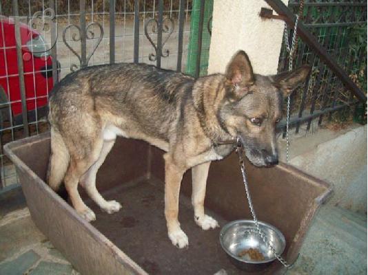 PoulaTo: Λυκος χαριζεται