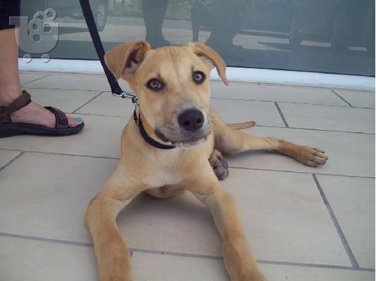3 μηνων pitbull/κυνηγοσκυλο ψαχνει σπιτακι
