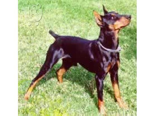 Πινσερ καθαροαιμο κουταβακι